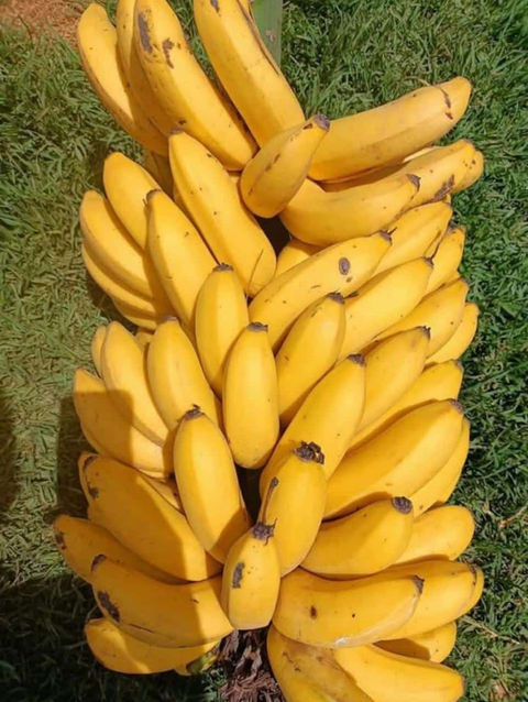 Régime de bananes jaunes mûres