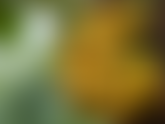 Discover 7 Must-Try Agricultural Delights from Uganda That Will Leave You Amazed