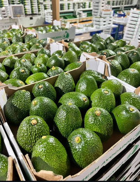 De nombreux avocats mûrs dans des boîtes
