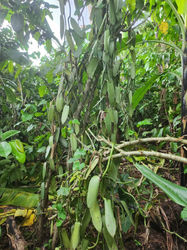 Vanilla beans growing on a vine in lush tropical greenery