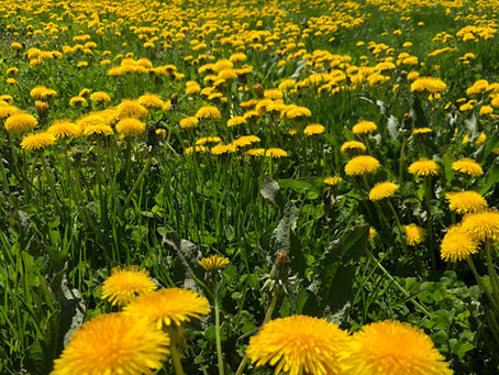 Dandelion flower recipe