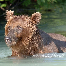 Bear Viewing, Soldotna Alaska