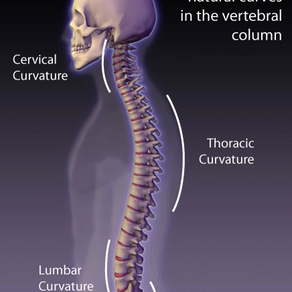 The 4 Natural Curves of Your Spine