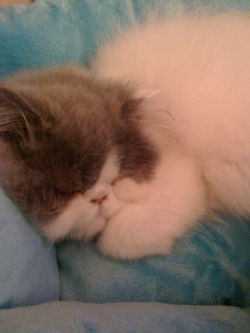 Inigo kitten