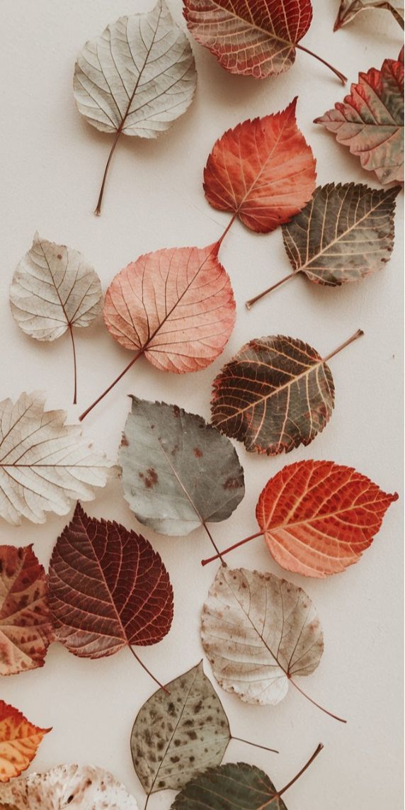 Autumn Leaves Wallpaper – Stunning Fall iPhone & Desktop Background.jpg
