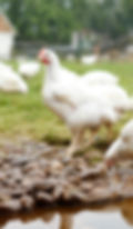 H&T FR Chicken 3.jpg