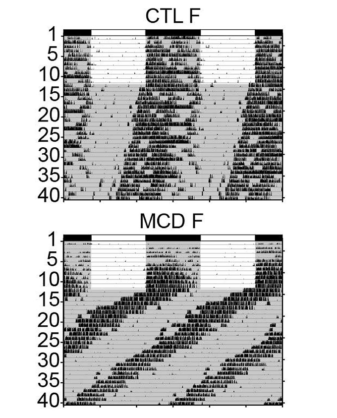 What you don’t eat could be affecting your circadian behaviour