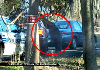 The Horrifying Story Of Travis The Face Eating Chimp Raised As A Human