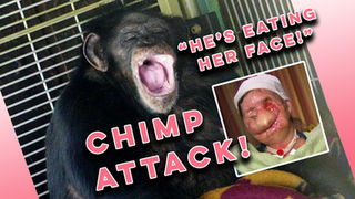 The Horrifying Story Of Travis The Face Eating Chimp Raised As A Human