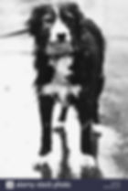 Another photo of Bleep, who was around 8-10 years old when Nilsen was arrested