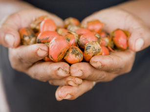 Hands holding seeds