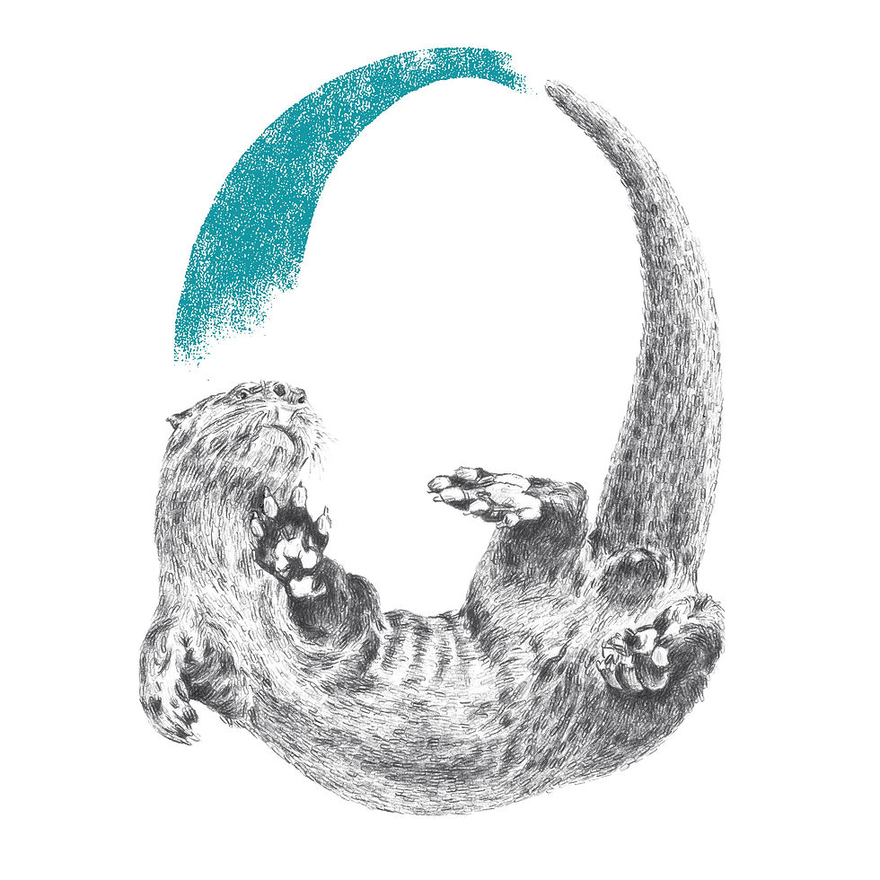 Daisy Courtauld - O is for Otter