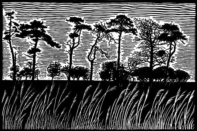 James Dodds - Scotch Pines