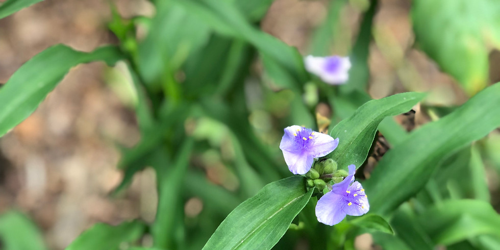 mindfulness at the mt. cuba center