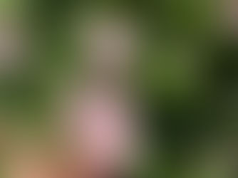 Rose: A Plant of Beauty & Medicine