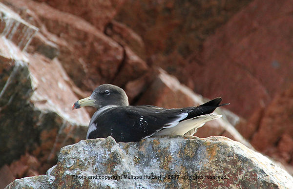 Band-tailed Gull_Ballestas Islands_Peru-