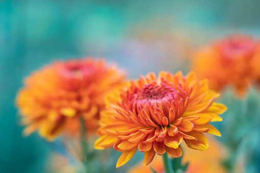 fleurs orangés.jpg