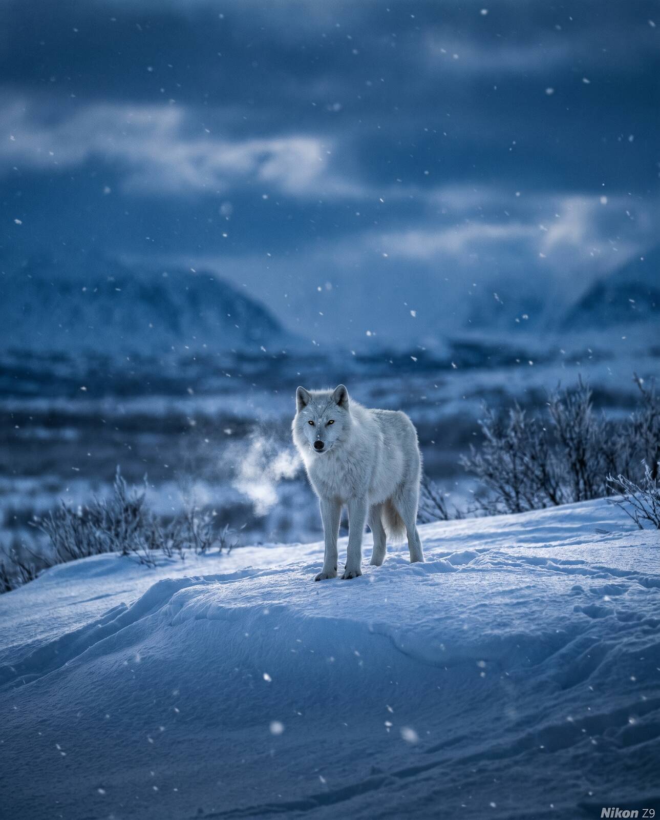 Winter Ghost
