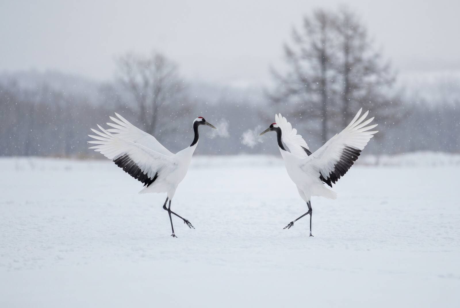 Crane Dance
