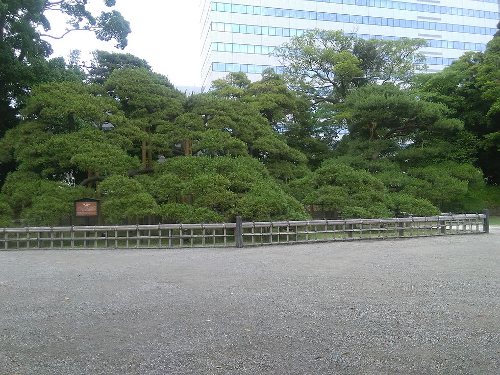 300年の松を撮影したが、うまくいかず