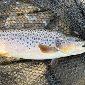 brown trout resting inside a safe rubber mesh fly fishing landing net
