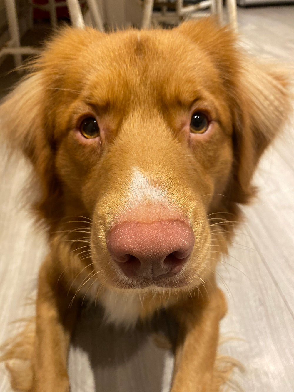 A close up of Taylor the Nova Scotia Duck Tolling Retriever, a medium-sized long-haired red and white dog breed