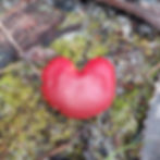 I love nature