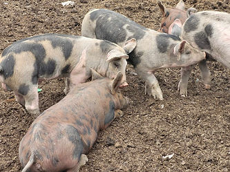 pig 2.jpg
