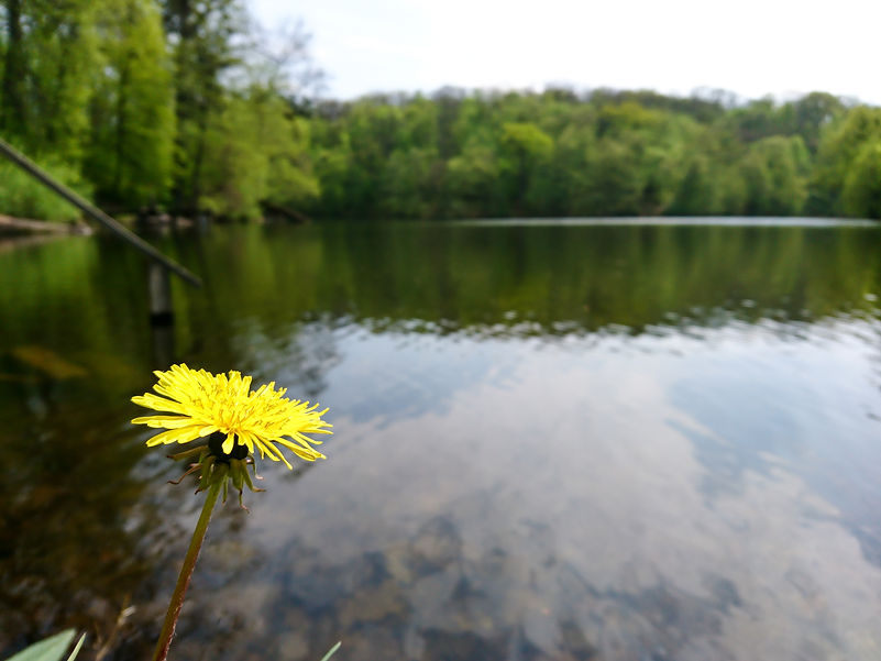 Calm_River_In_Nature_original_1170839.jpg