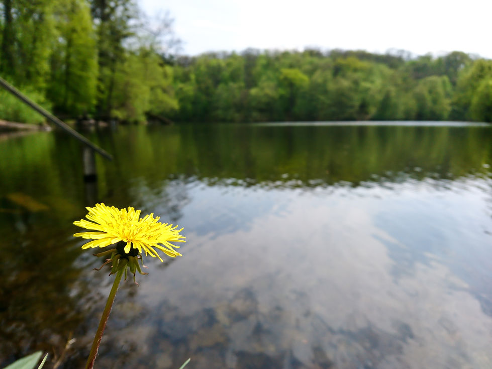 Calm_River_In_Nature_original_1170839.jpg