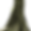 png-transparent-trunk-graphy-wood-tree-w