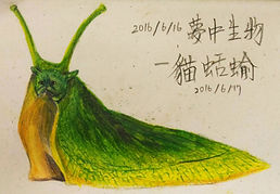 貓蛞蝓.jpg