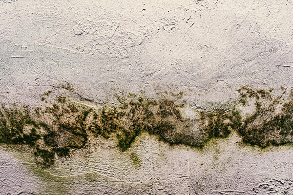 Mould and damp stains spreading on interior wall surface.