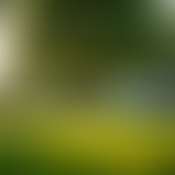 Expert Tree Service in Loveland, Colorado