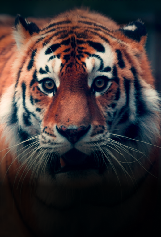 Tigers.png