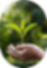 hand-children-holding-young-plant-with-sunlight-green-nature-concept-eco-earth-day.png