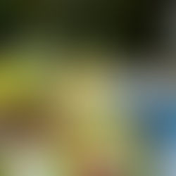 Salat und Kräuter auf einem Teller