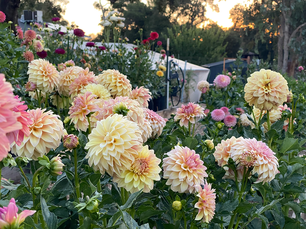 Bloom & Gather - A You Pick Experience (5:30pm - 7:00pm)