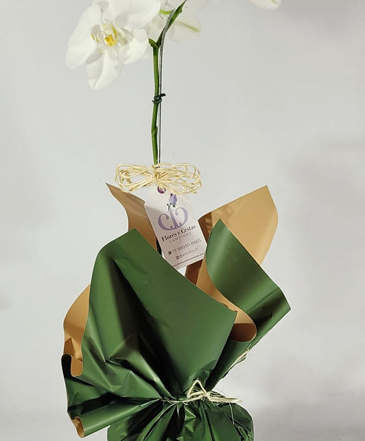 Orquidea Phalaenopsis Branca I