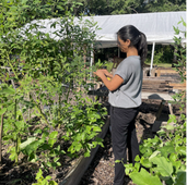 Permaculture on Display in the H3and H4 Beds!
