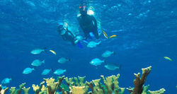 snorkel3