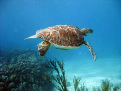 acumal