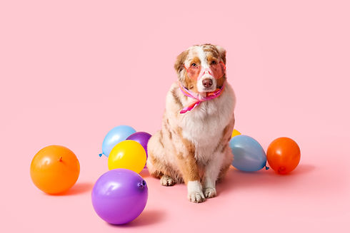 Cute Australian Shepherd dog with air balloons celebrating Birthday on pink background.jpg