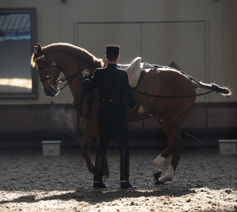 L'équitation française après l’Unesco