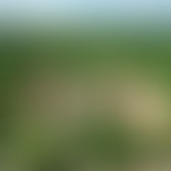 Patrimoine équestre : patrimoine mondial ?