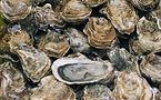 oysters.jpeg