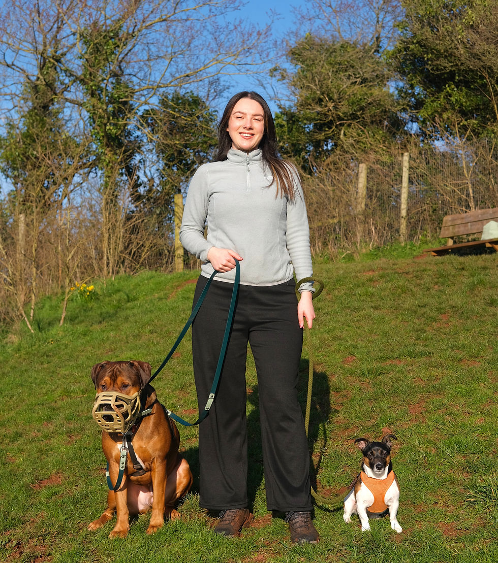 Zeus the XL Bully & Annabelle the Jack Russel Terrier wearing suitable Y-front harnesses