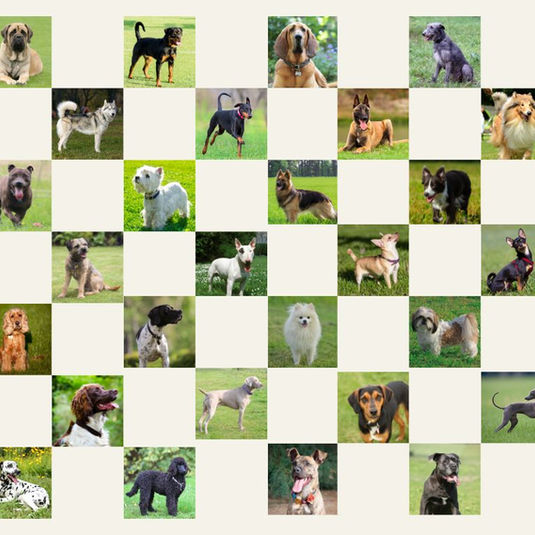 Pictures of different breeds to choose