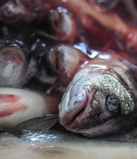 Hacinamiento y muerte de los peces dentro de las piscifactorías.