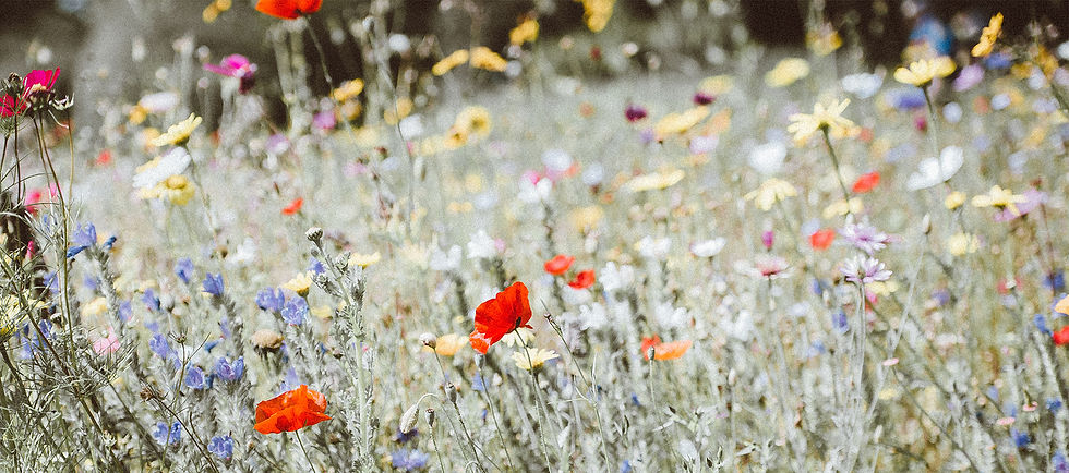 hero_flowers_2.jpg